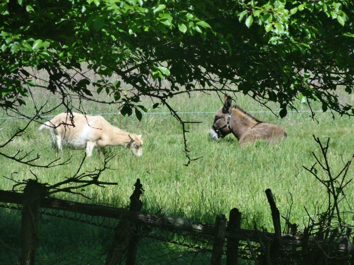 Eco Logis De Chantegrolle Champagne-Mouton Dış mekan fotoğraf